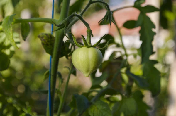 Cultivo de bio verduras en el norte de Bulgaria en el verano —  Fotos de Stock