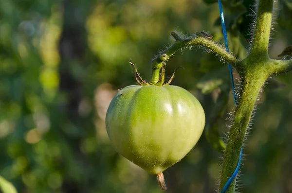 Het kweken van bio groenten in het noorden van Bulgarije in de zomer — Stockfoto