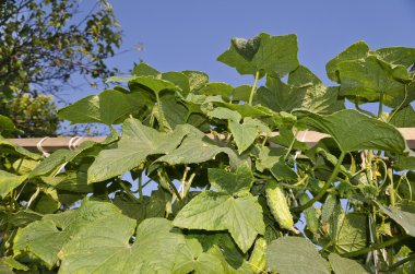 Kuzey Bulgaristan'da biyo sebze yetiştirme