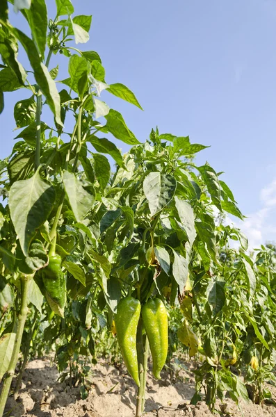 Het kweken van bio groenten in het noorden van Bulgarije — Stockfoto