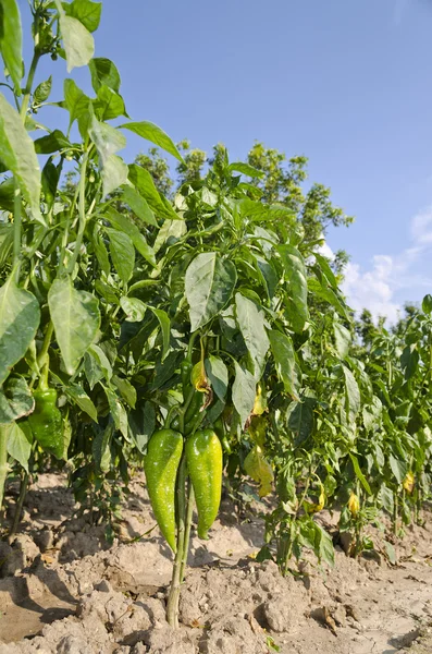 Het kweken van bio groenten in het noorden van Bulgarije — Stockfoto