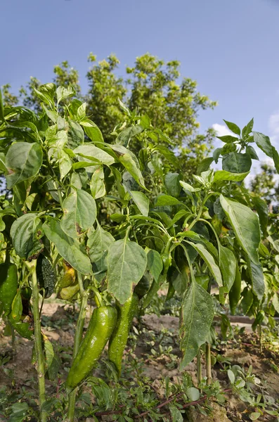 Het kweken van bio groenten in het noorden van Bulgarije — Stockfoto