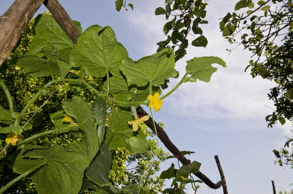 Növekszik a bio zöldség az Észak-Bulgáriában — Stock Fotó