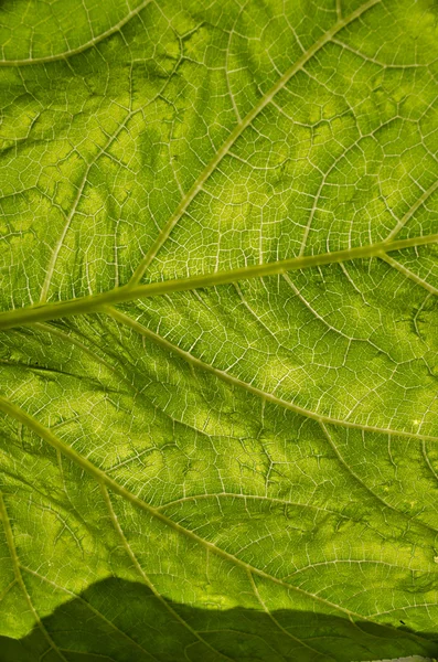 식물의 잎은 여름에 가까이 — 스톡 사진