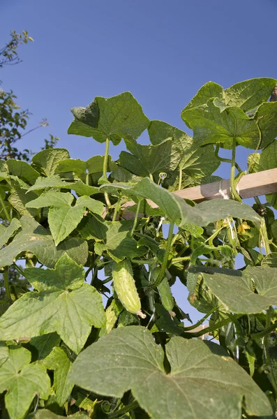 Cultivo de verduras biológicas en el norte de Bulgaria — Foto de Stock