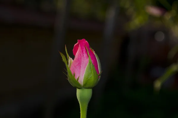 Primer plano del brote de rosa rosa en un jardín — Foto de Stock