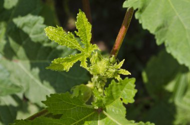 Kuzey Bulgaristan'da biyo sebze yetiştirme