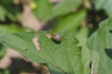 Colorado patates böceği, bahçedeki yaprakları yiyor