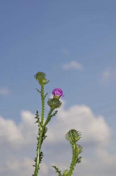 Campos y medows en el norte de Bulgaria en el verano —  Fotos de Stock