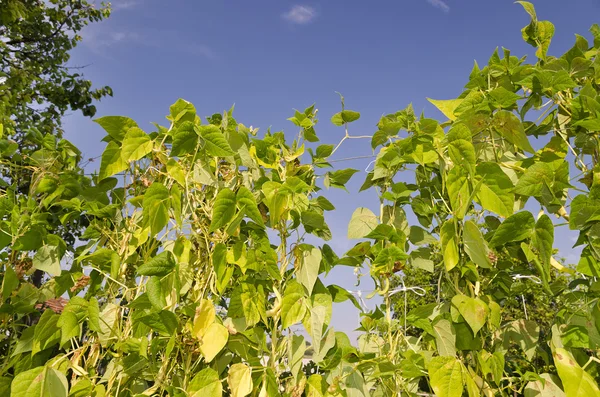 Groene stengels van een string bean in de tuin — Stockfoto