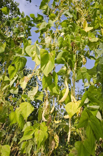 Groene stengels van een string bean in de tuin — Stockfoto