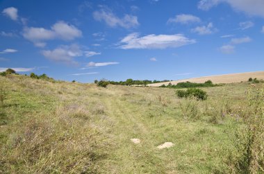 Güneşli mavi gökyüzü, çayır ve Katselovo köyü yakınlarında bir ağaç
