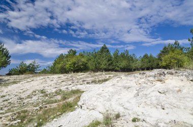 Güneşli mavi gökyüzü, çayır ve Katselovo köyü yakınlarında bir ağaç