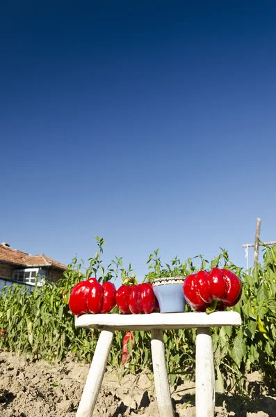 Groen in de productie van groenten door uzelf — Stockfoto