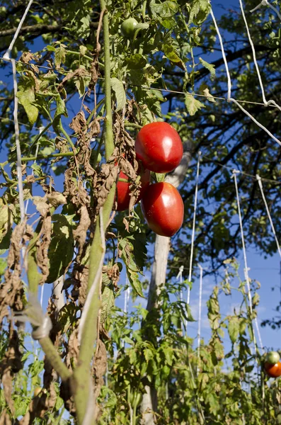 Growing your own bio vegetables in the eastern Bulgaria — Stock Photo, Image