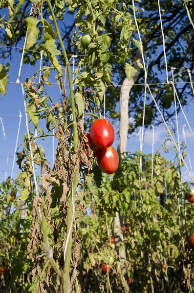 Growing your own bio vegetables in the eastern Bulgaria — Stock Photo, Image
