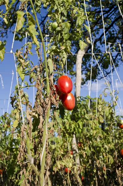 Saját bio zöldségek termesztése Kelet-Bulgáriában — Stock Fotó