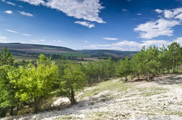 Sunny modré oblohy, louka a strom poblíž vesnice Katselovo — Stock fotografie