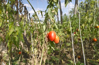 Bulgaristan 'ın doğusunda kendi biyolojik sebzelerinizi yetiştiriyorsunuz.