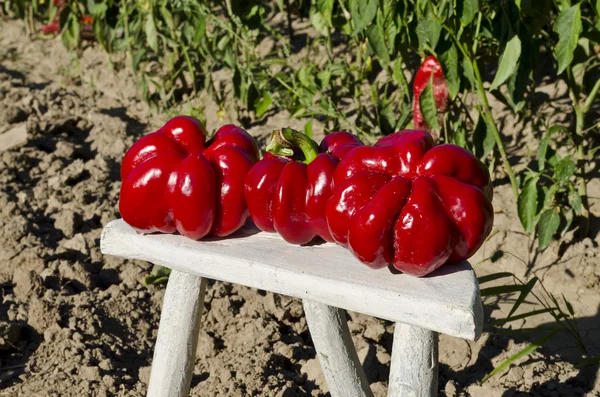 Cultivando sus propias verduras biológicas en el este de Bulgaria —  Fotos de Stock