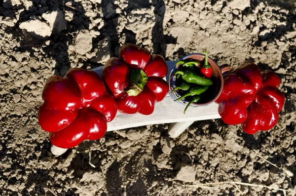 Cultivando sus propias verduras biológicas en el este de Bulgaria —  Fotos de Stock