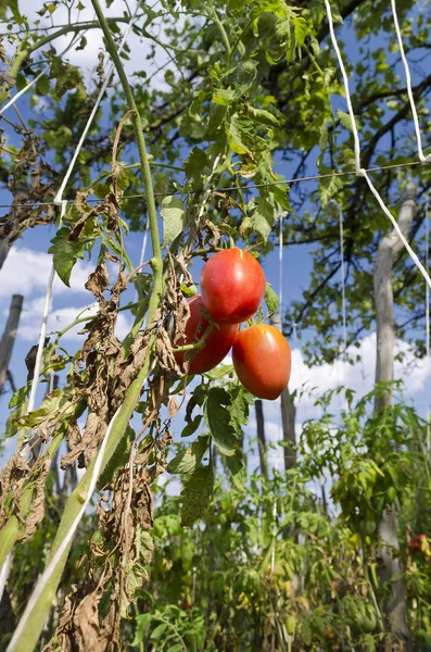 Growing your own bio vegetables in the eastern Bulgaria — Stock Photo, Image