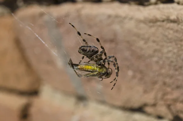 Spider y su víctima atrapados en la web cerca de la pared de ladrillo — Foto de Stock