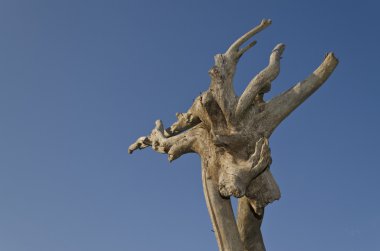 Yaz aylarında garip ahşap oluşumu