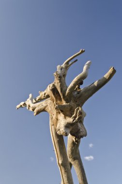 Yaz aylarında garip ahşap oluşumu