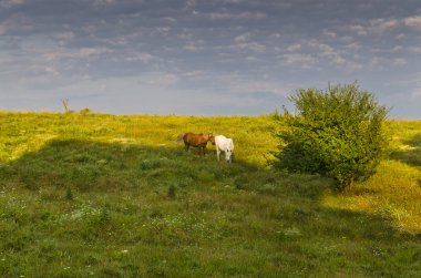Güneşli mavi gökyüzü, çayır ve Sinemorets yakınındaki bir tepe