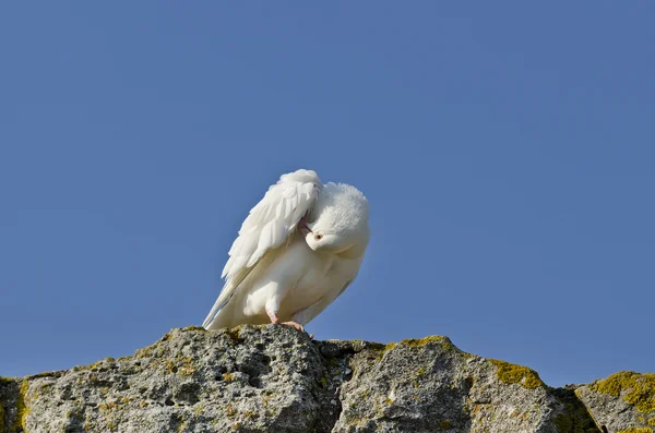 Vogels Over de kerk van Saint Sofia - een Oosters-orthodoxe Kerk In Nesebar - deel van de Unesco Worl — Stockfoto