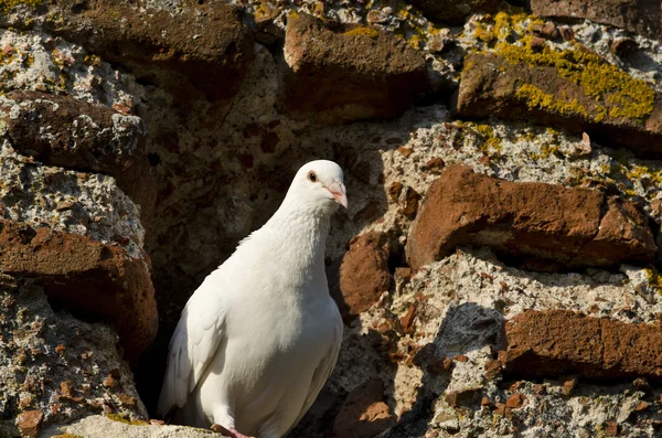 Oiseaux Sur L'église De Sainte Sofie- Une Eglise Orthodoxe Orientale à Nesebar- Partie Du Monde De L'Unesco — Photo