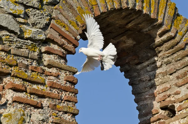 Birds Over The Church Of Saint Sofia- An Eastern Orthodox Church In Nesebar- Part Of The Unesco Worl — Stock Photo, Image
