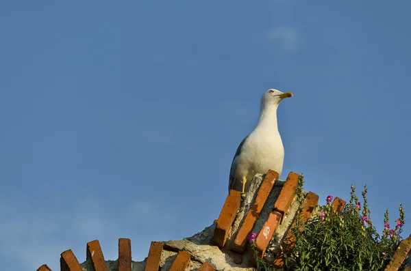 Vogels Over de kerk van Saint Sofia - een Oosters-orthodoxe Kerk In Nesebar - deel van de Unesco Worl — Stockfoto