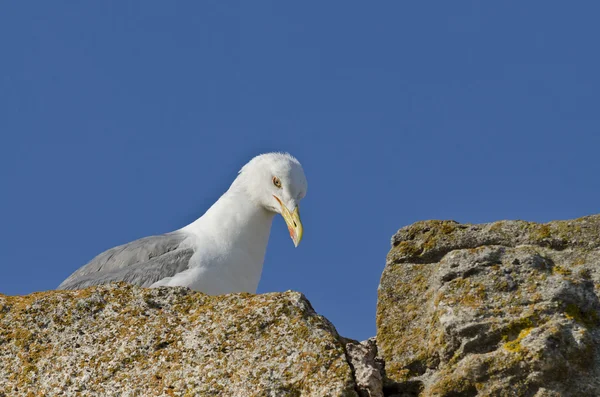 Oiseaux sur l'église de Sainte Sofia — Photo