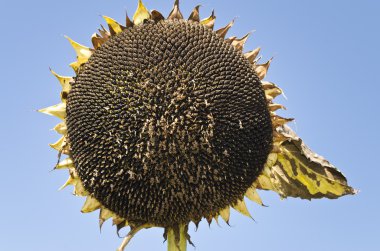 Ayçiçeği mavi gökyüzüne yaz sonunda üzerinde