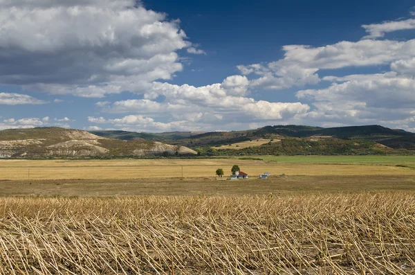 Sonnenblumenhalme am bewölkten Himmel zum Ende des Sommers — Stockfoto