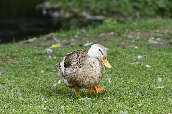 Um pato de pé no quintal no dia ensolarado — Fotografia de Stock