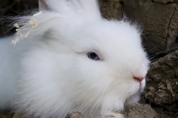 Tatlı beyaz tavşan. — Stok fotoğraf