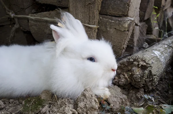 Lindo conejo blanco sentado —  Fotos de Stock