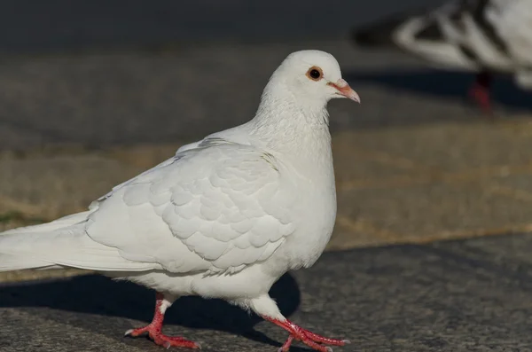 Piękny widok białego gołębia — Zdjęcie stockowe