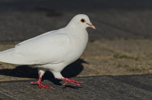 Beautiful view of a white pigeon — Stock Photo, Image