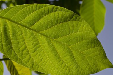 bir bitkinin yaprak yakın çekim yaz aylarında