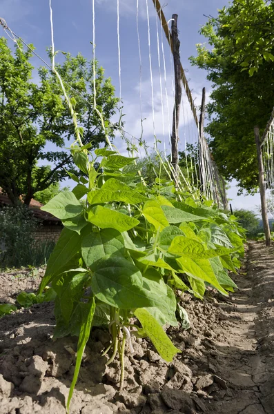 Növekszik a bio zöldség az Észak-Bulgáriában — Stock Fotó