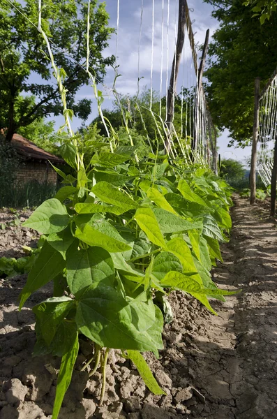 Cultivo de verduras biológicas en el norte de Bulgaria — Foto de Stock