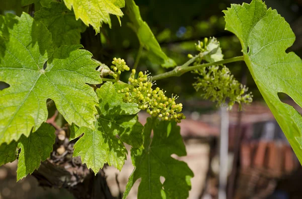 Cultivando uvas biológicas no norte da Bulgária no verão — Fotografia de Stock