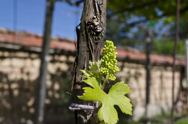 Cultivo de uvas biológicas en el norte de Bulgaria en el verano — Foto de Stock