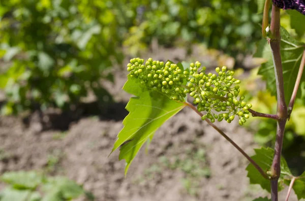 Cultivo de uvas biológicas en el norte de Bulgaria en el verano — Foto de Stock