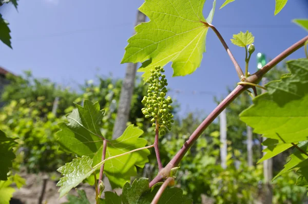 Cultivo de uvas biológicas en el norte de Bulgaria en el verano — Foto de Stock