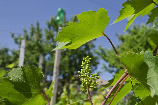 Growing bio grapes in the northern Bulgaria in the summer — Stock Photo, Image